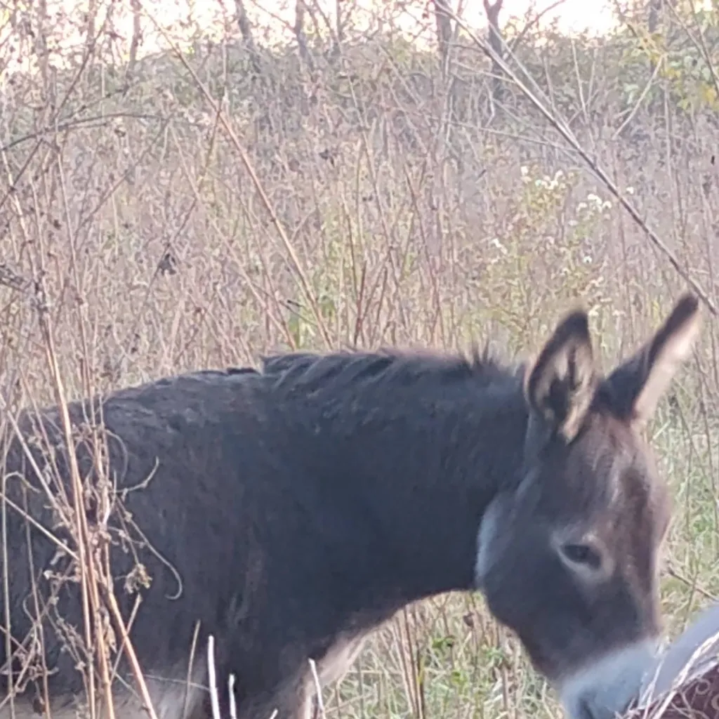 chat with ai character: Me. Jack(donkey)