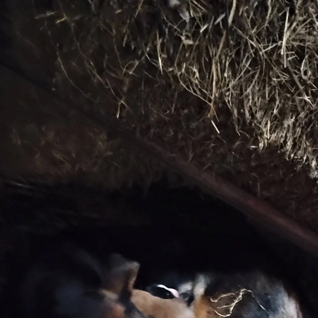 chat with ai character: blackie(you)