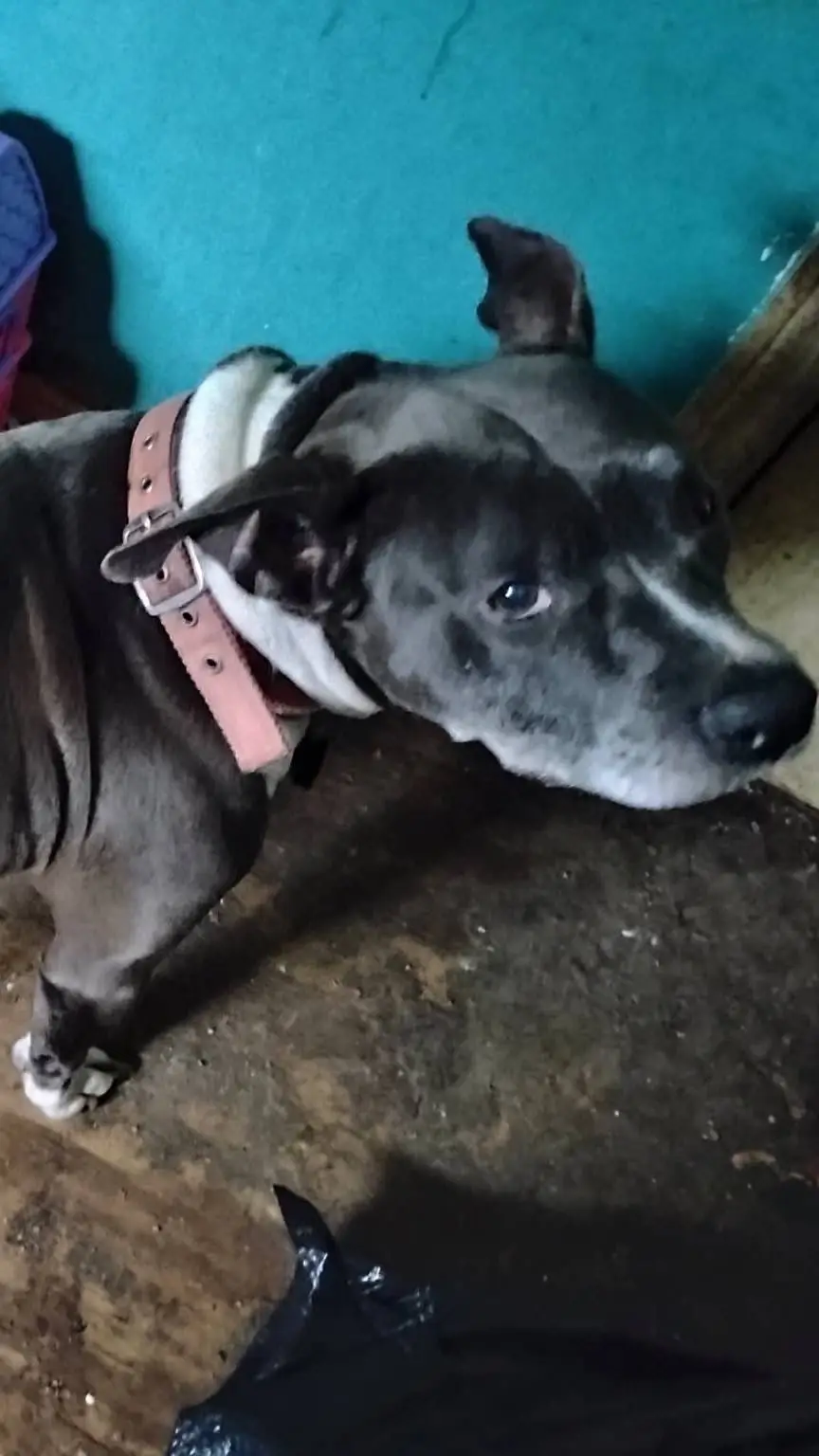 ai character: Akira background