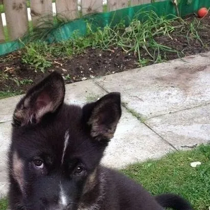 chat with ai character: Scar