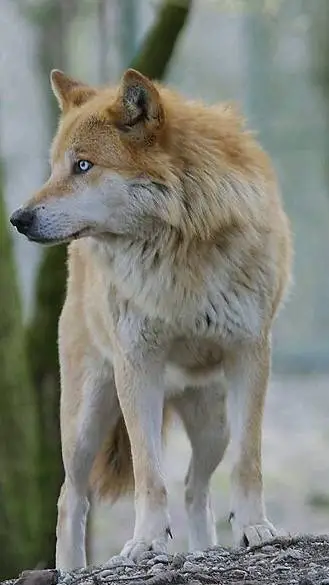 ai character: West background