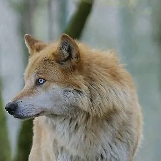 chat with ai character: West