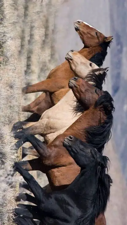 ai character: Horse herd -  background