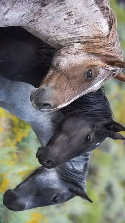 ai character: Horse herd - pt 2! background