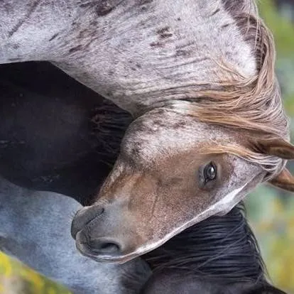 chat with ai character: Horse herd - pt 2!