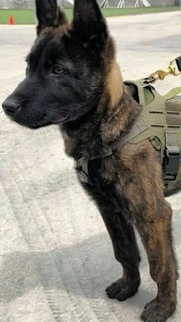 ai character: Maxwell  background