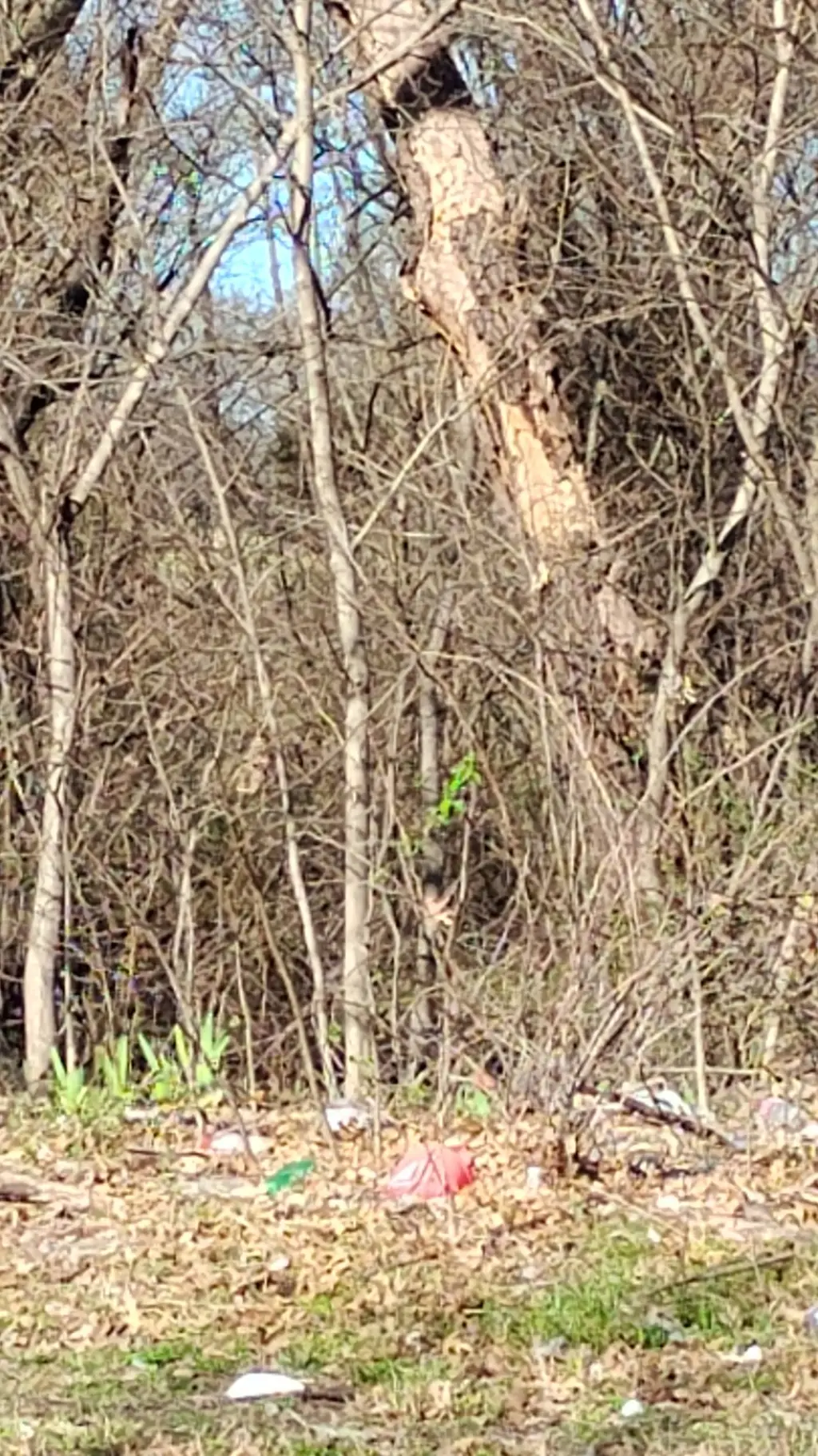 ai character: wildlife! background