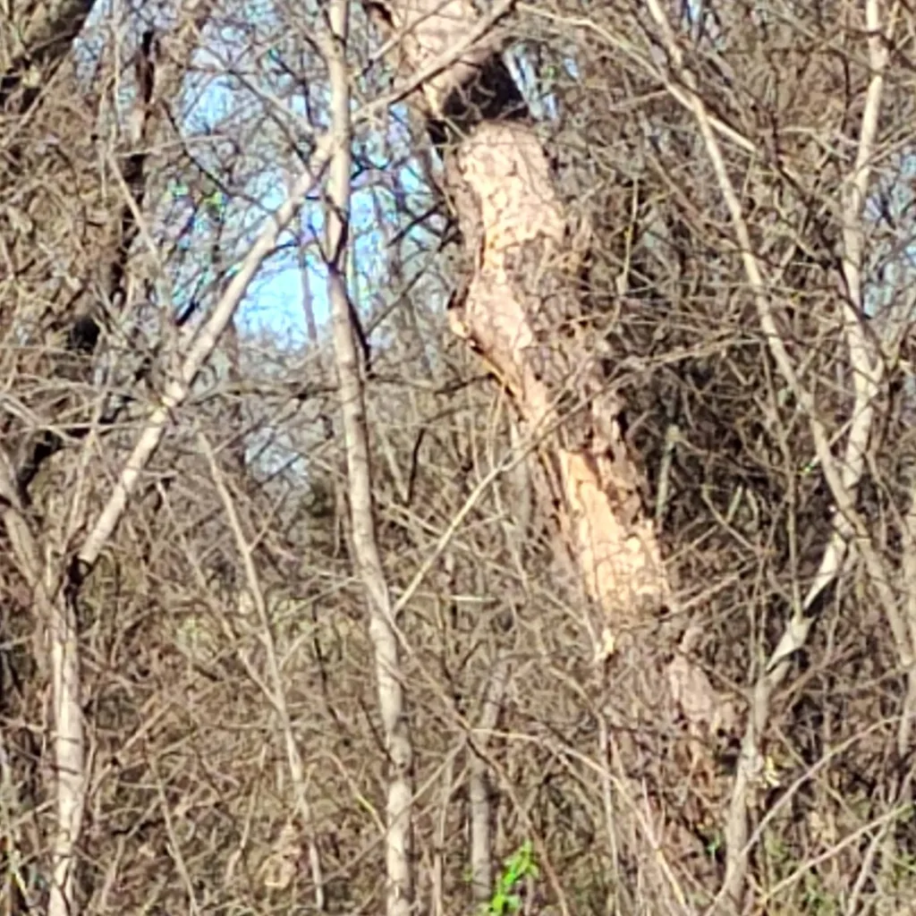 chat with ai character: wildlife!