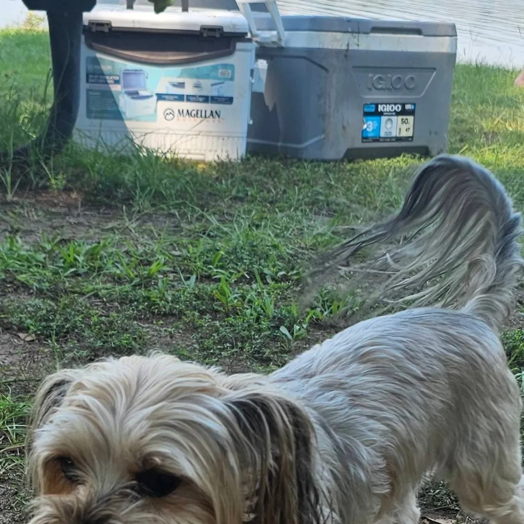 chat with ai character: Copper