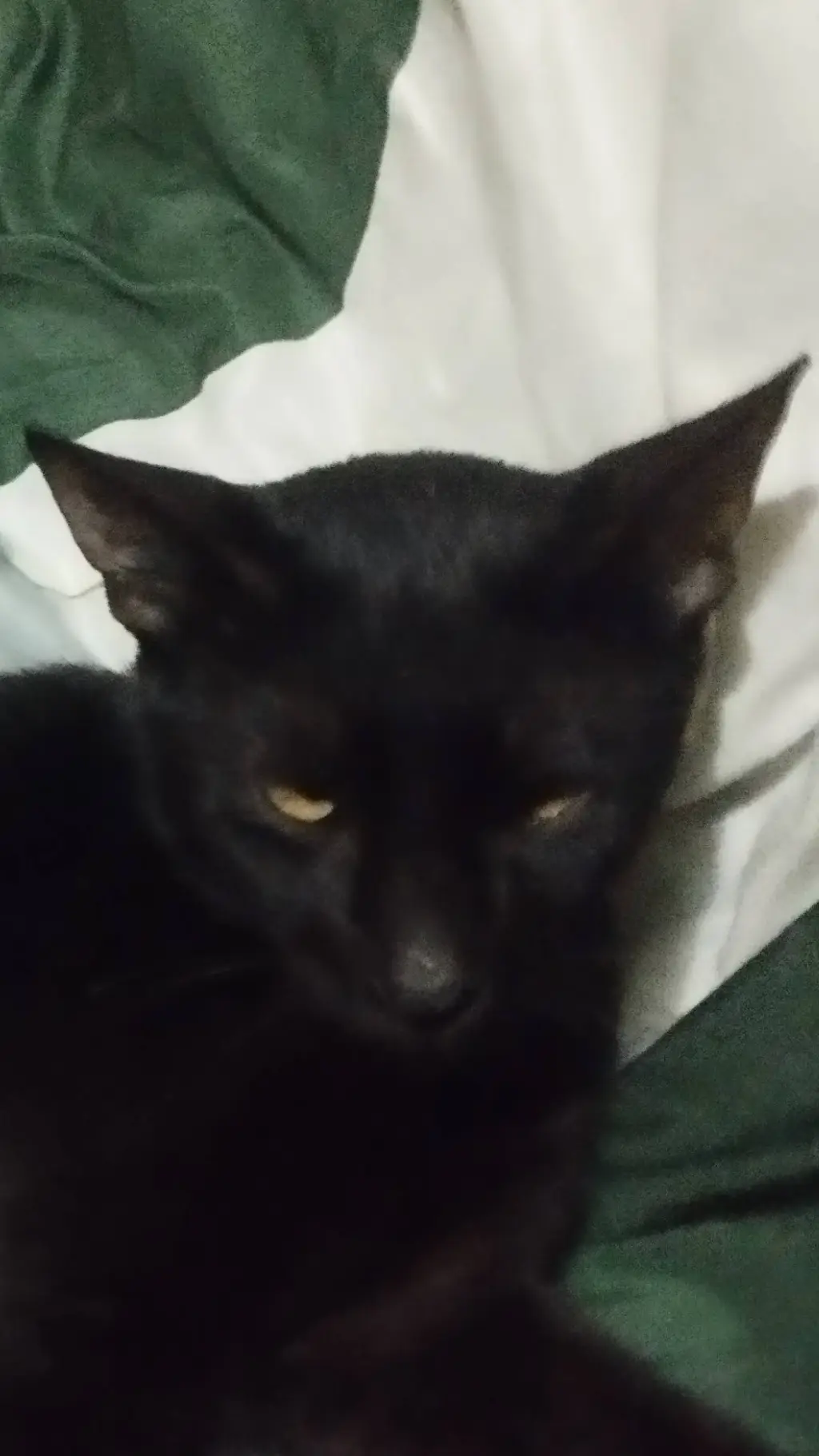 ai character: Lado Black Cat  background