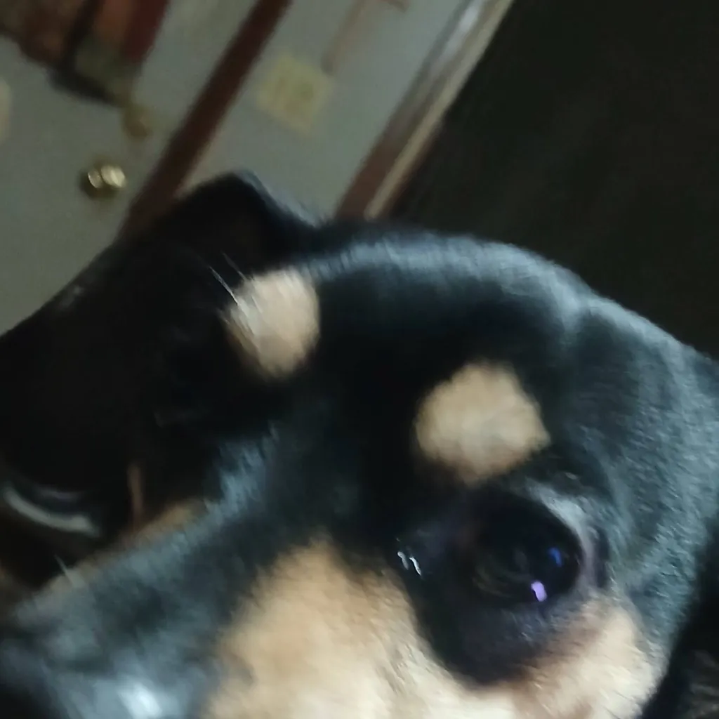 chat with ai character: milo