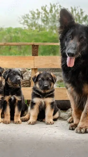 ai character: Dog family background