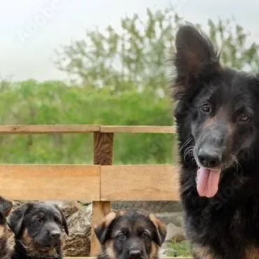 chat with ai character: Dog family