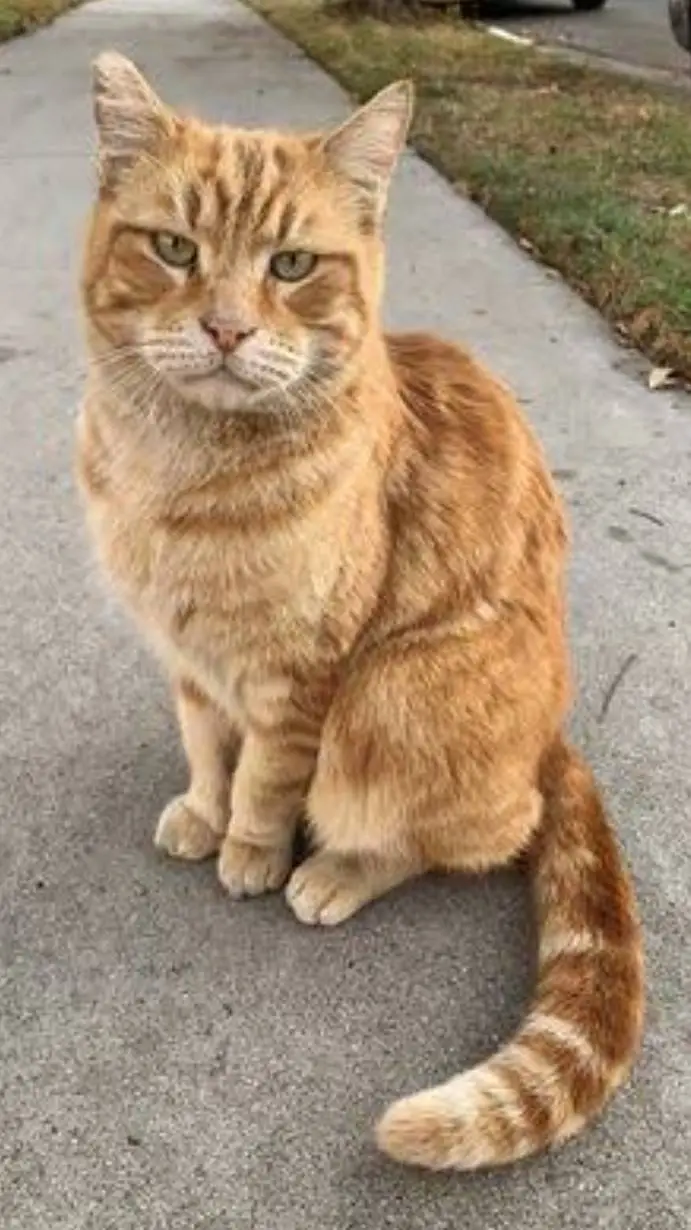 ai character: Life as a cat background