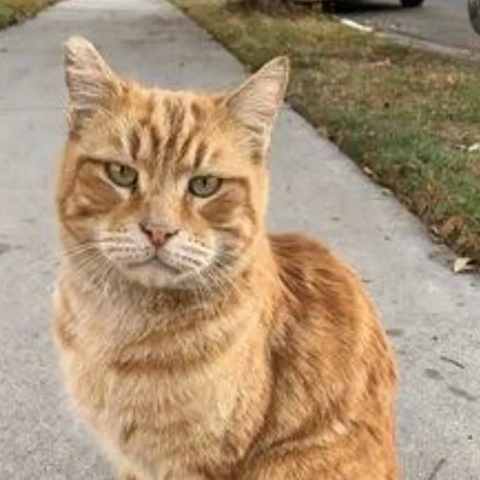 chat with ai character: Life as a cat