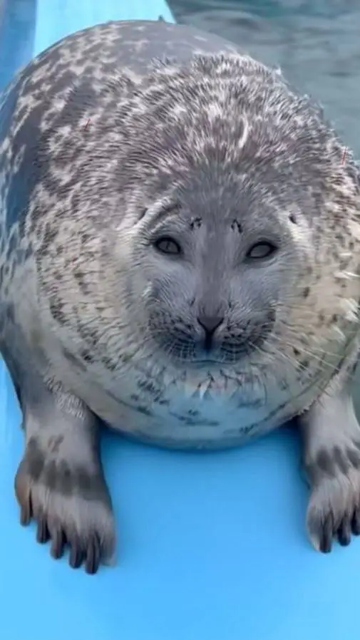ai character: foca -1 background
