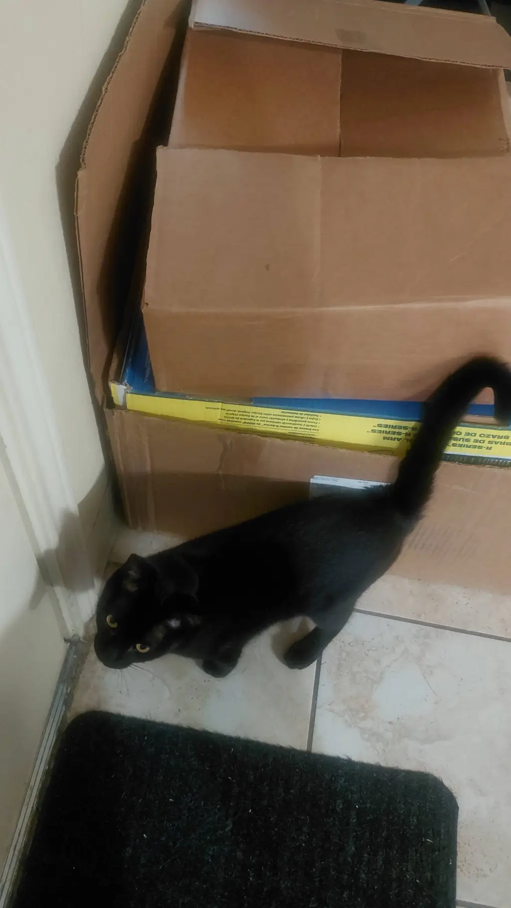 ai character: Blackberry  background