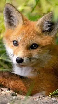 ai character: Quiver background