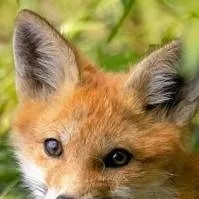 chat with ai character: Quiver