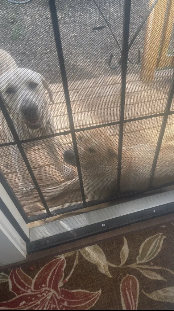 ai character: My dog babys :D background