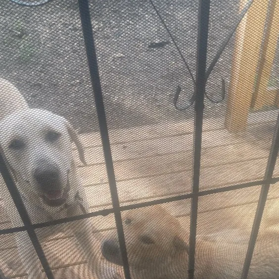 chat with ai character: My dog babys :D