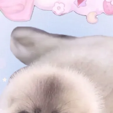 chat with ai character: Harp seal