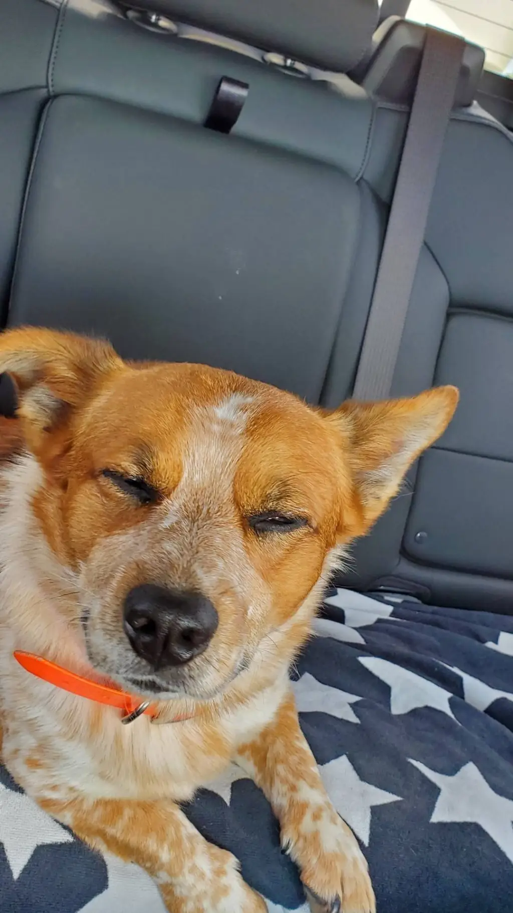 ai character: coltor background