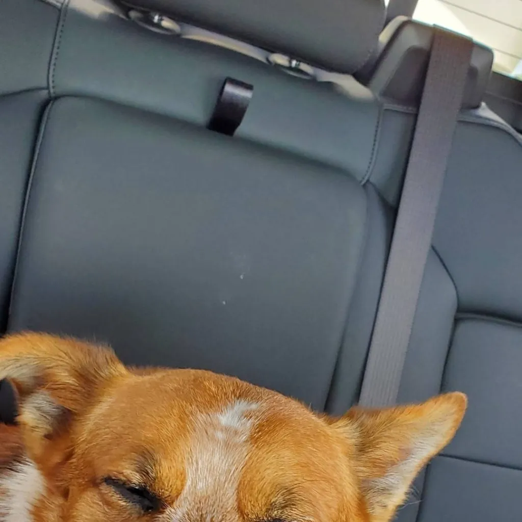 chat with ai character: coltor