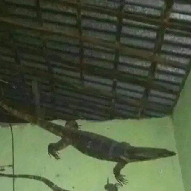 chat with ai character: lizard 💔