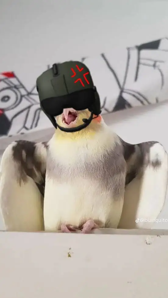 ai character: MAD COCKATIEL background