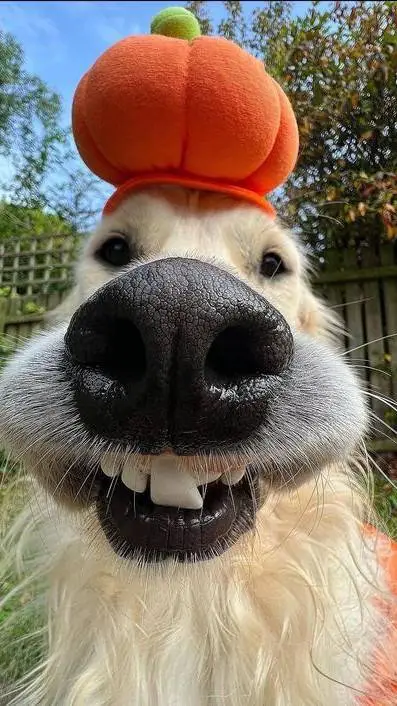 ai character: y/n×katsuki background