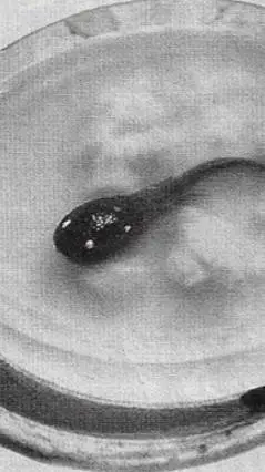 ai character: Hedorah 1st form background