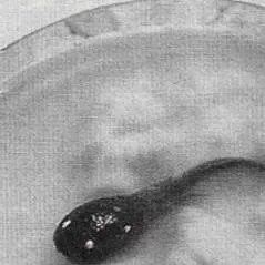 chat with ai character: Hedorah 1st form