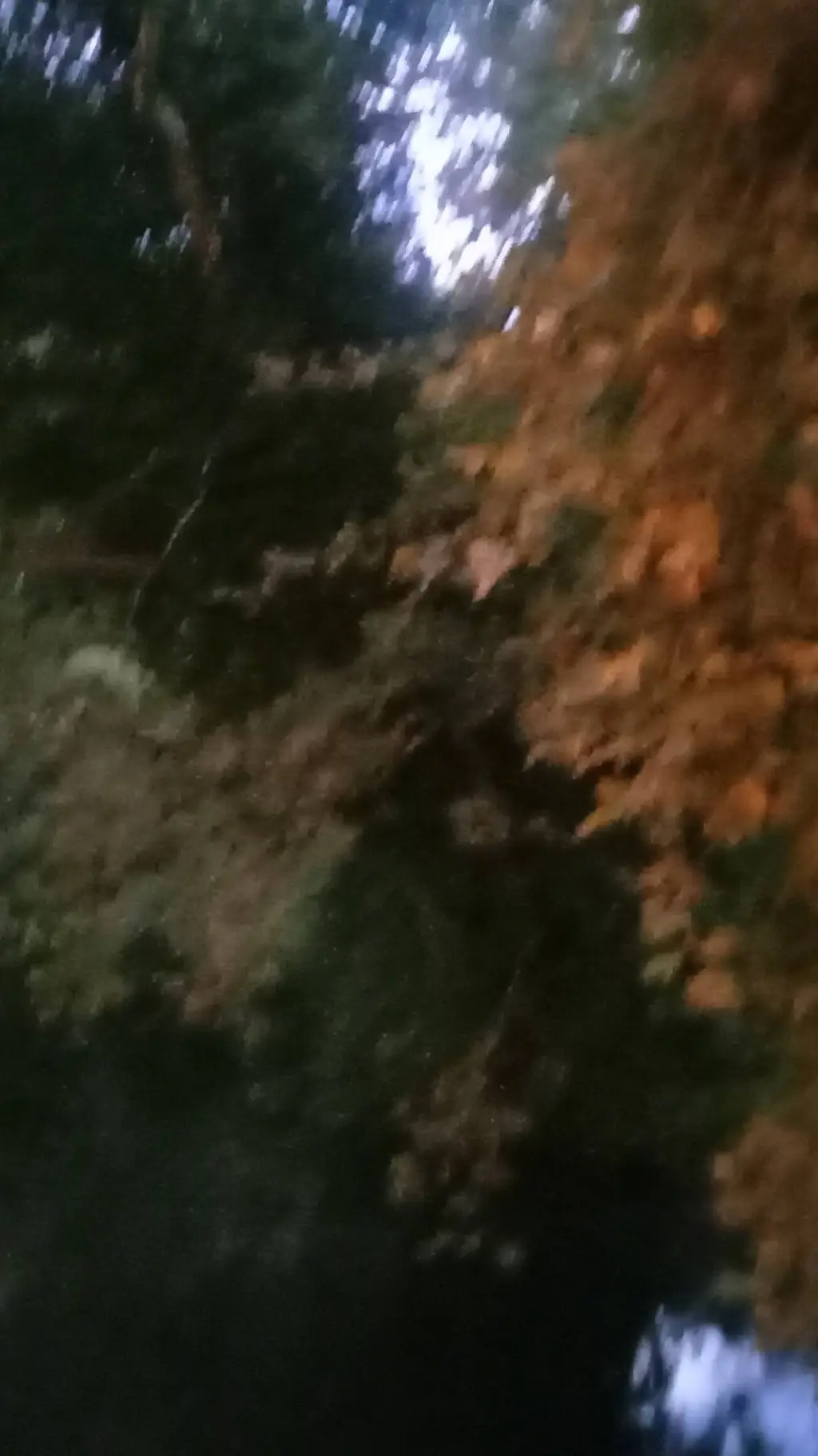 ai character: forest  background