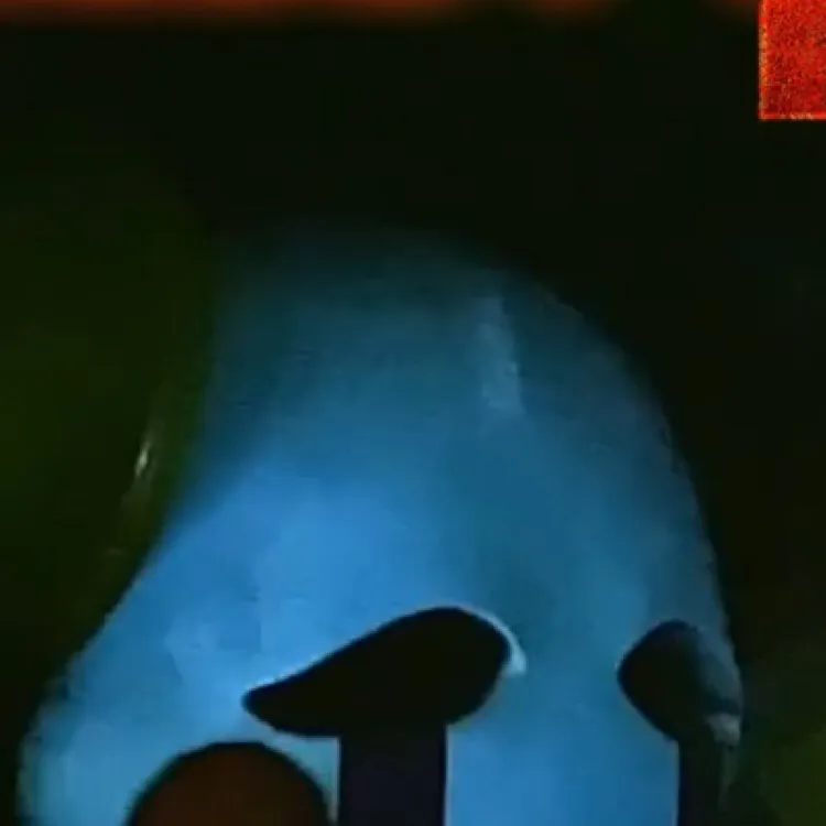 chat with ai character: Puppet||