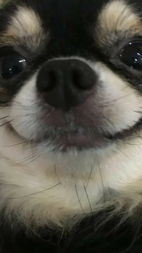 ai character: 🍓Perro leal🍓 background