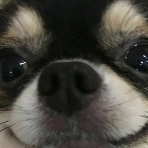 chat with ai character: 🍓Perro leal🍓