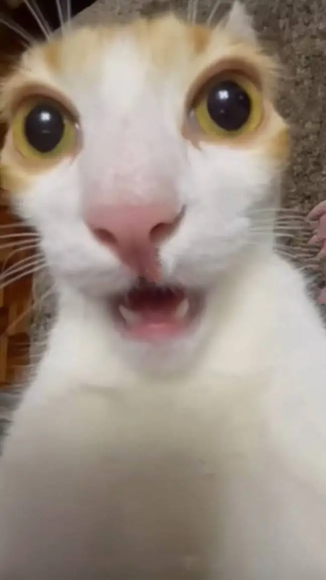 ai character: cod pick me!  background