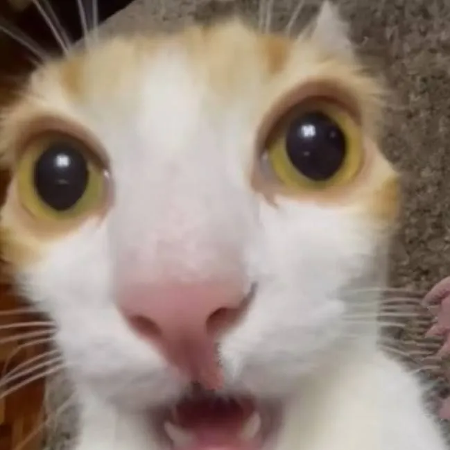 chat with ai character: cod pick me! 