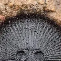 chat with ai character: Coin spider