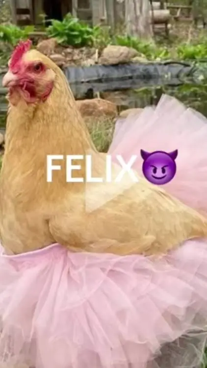 ai character: felix  background