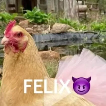 chat with ai character: felix 