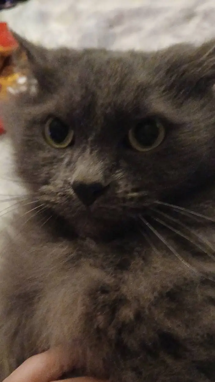 ai character: nathan x priest 3 background