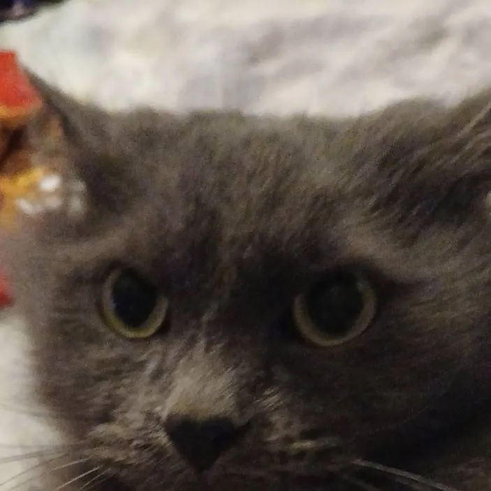 chat with ai character: nathan x priest 3