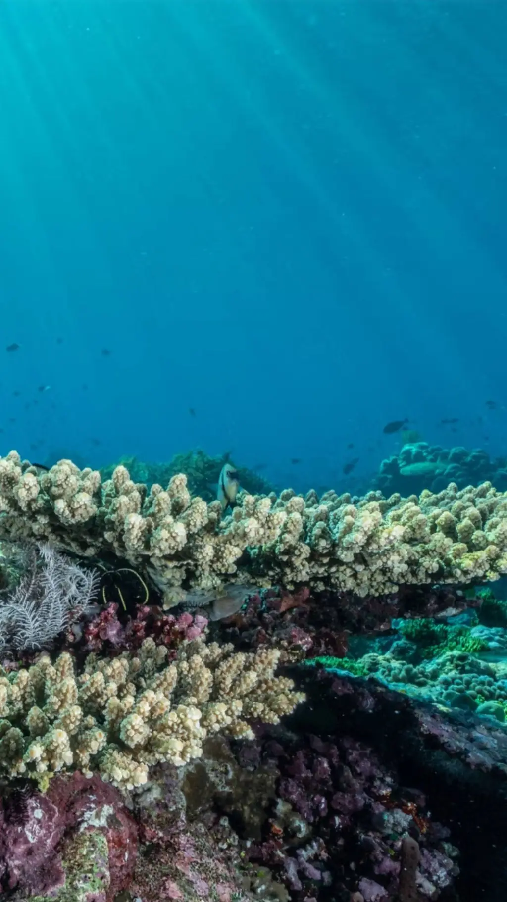 ai character: the ocean background