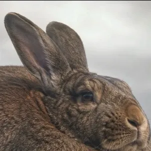 chat with ai character: Fat bunny