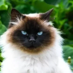 chat with ai character: Życzę w Kittypet