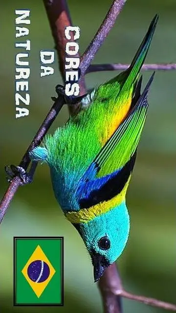 ai character: O pássaro que vc  background