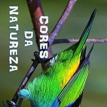 chat with ai character: O pássaro que vc 