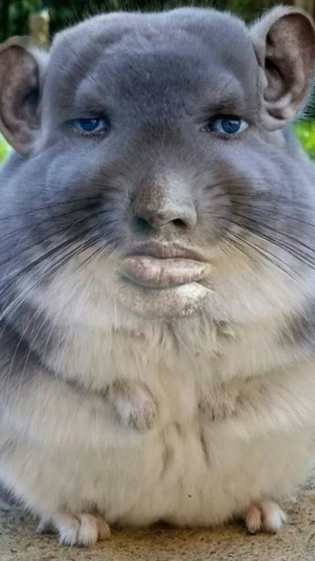 ai character: Chinchilla.  background